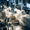 Rohm growing production to meet SiC demand